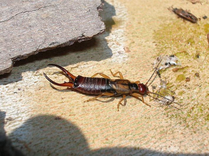 Dobbiamo stare vicini vicini (ovvero: inverno in compagnia)