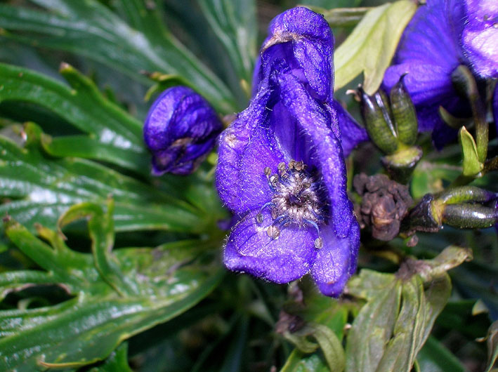 Aconitum napellus / Aconito napello
