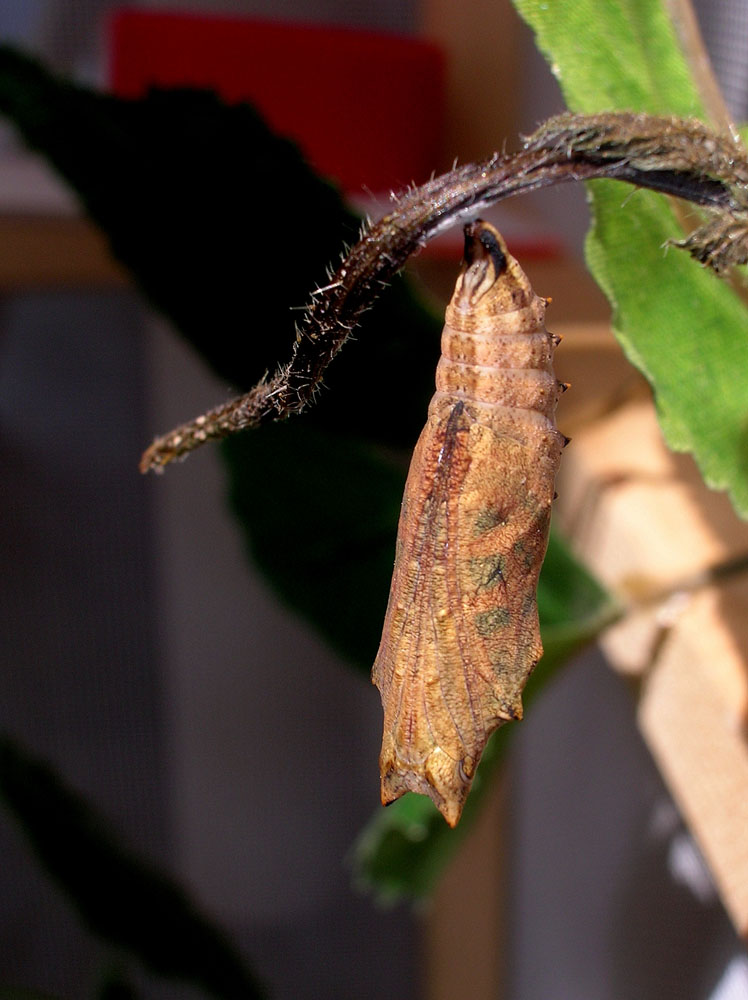 Aglais urticae