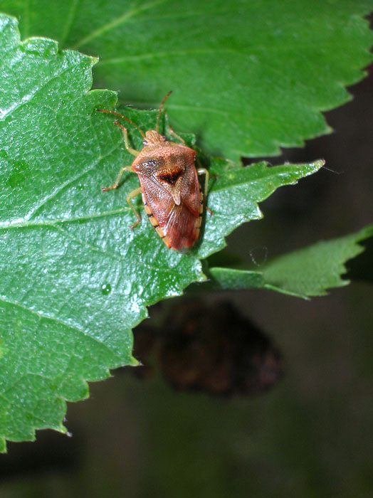 Elasmucha grisea (Heteroptera, Acanthosomatidae)