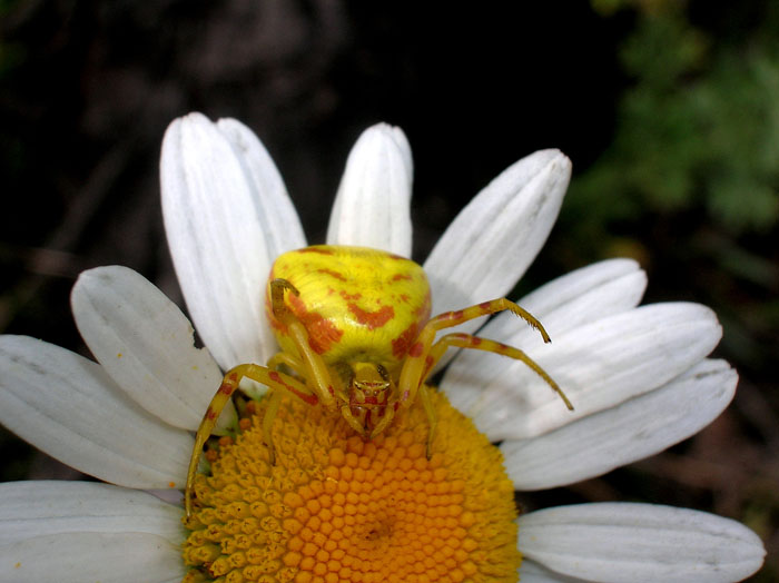 Misumena vatia