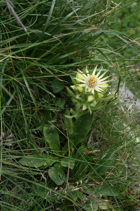 Sempervivum grandiflorum / Semprevivo a fiori grandi