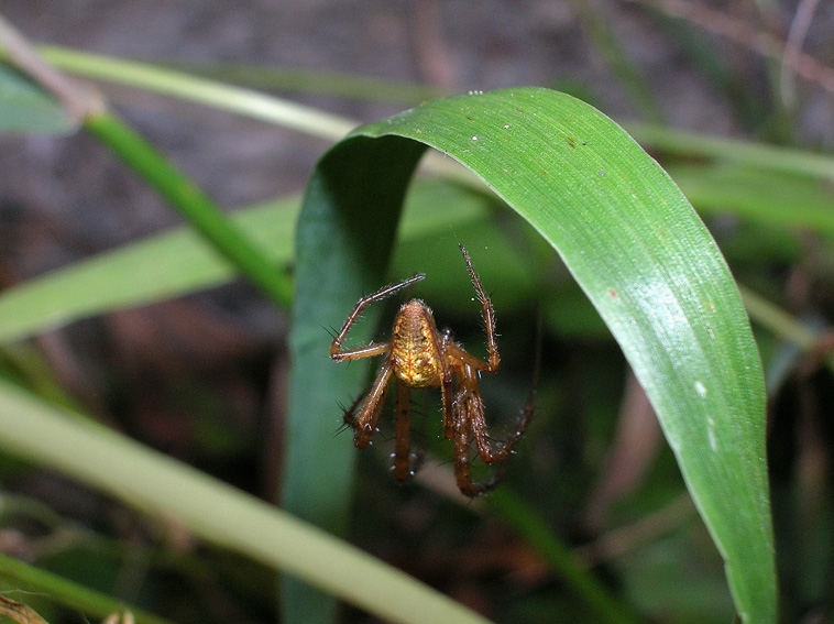 Araneidae maschio
