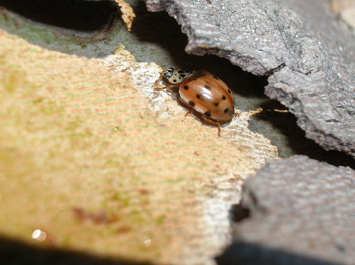 Dobbiamo stare vicini vicini (ovvero: inverno in compagnia)