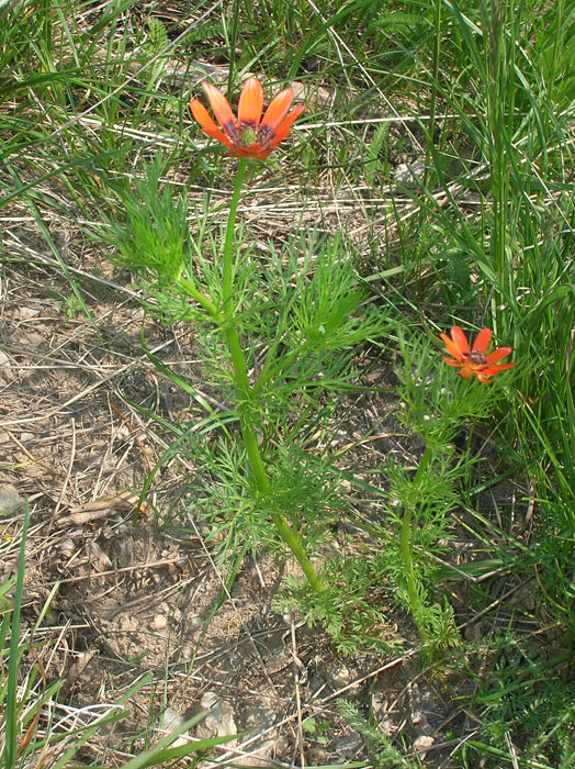 Adonis aestivalis
