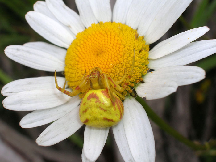 Misumena vatia