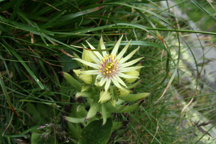 Sempervivum grandiflorum / Semprevivo a fiori grandi