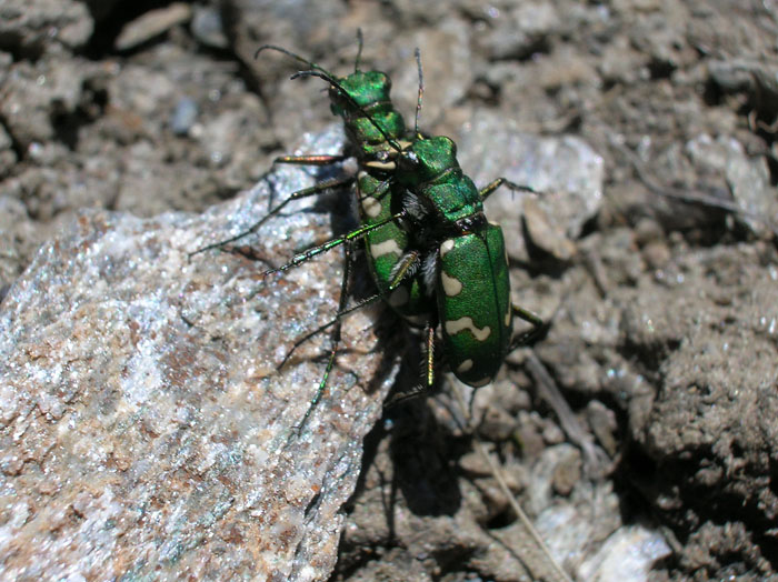 Carabide...Cicindela gallica