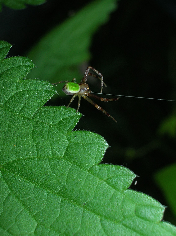 Misumenops tricuspidatus (Ebrechtella)