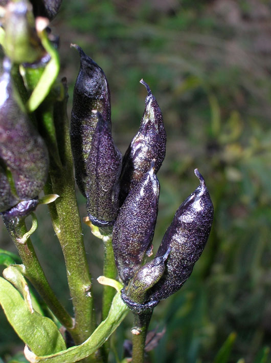 Aconitum napellus / Aconito napello
