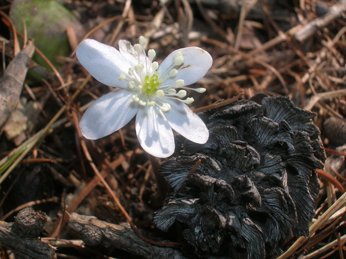 Hepatica nobilis / Erba trinit