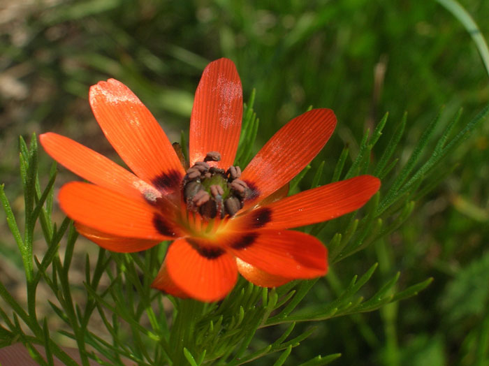 Adonis aestivalis