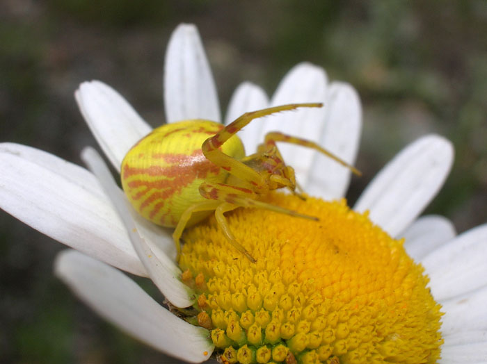 Misumena vatia