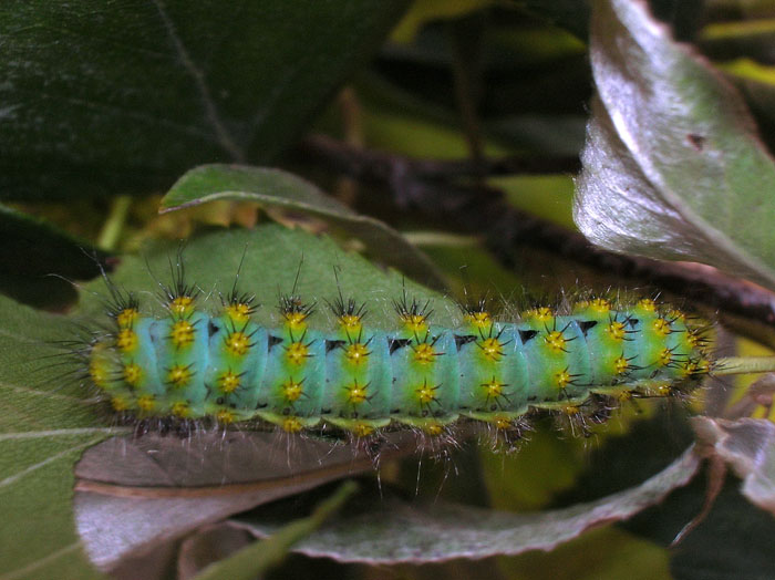 Saturnia pavoniella