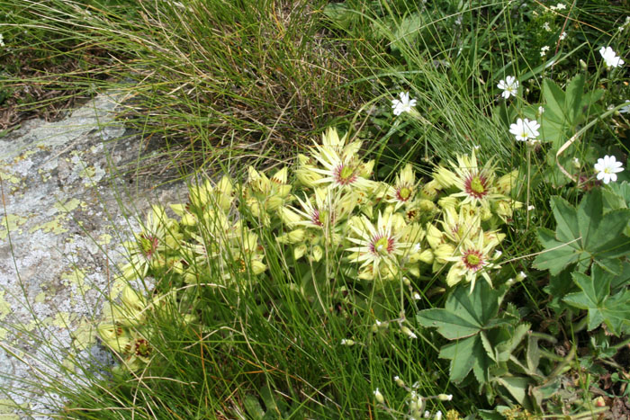 Sempervivum grandiflorum / Semprevivo a fiori grandi