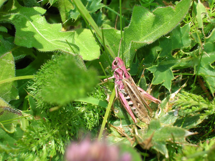 Cavalletta rosa: Gomphocerippus rufus