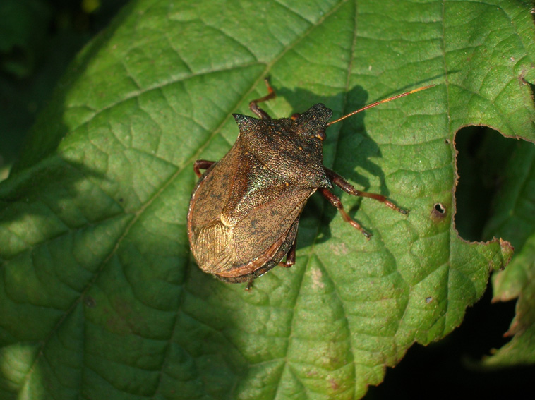 Picromerus bidens