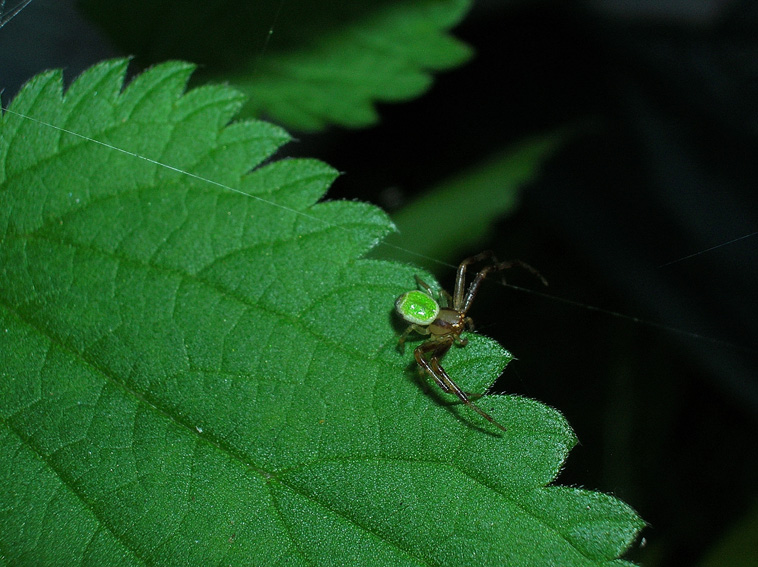 Misumenops tricuspidatus (Ebrechtella)