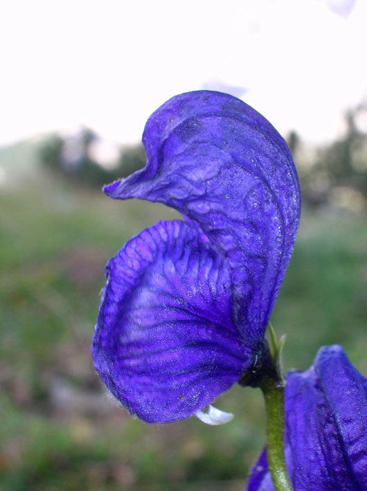 Aconitum napellus / Aconito napello