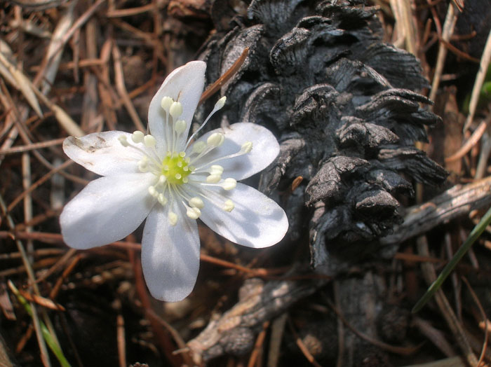 Hepatica nobilis / Erba trinit