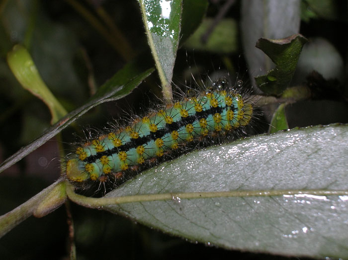 Saturnia pavoniella