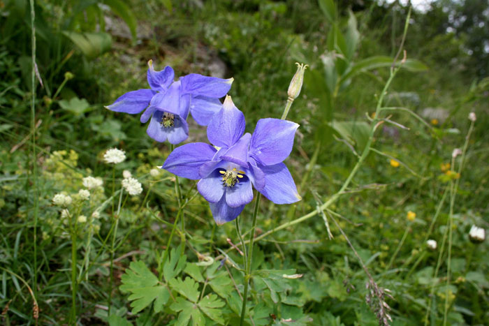 Aquilegia alpina / Aquilegia maggiore, a. alpina