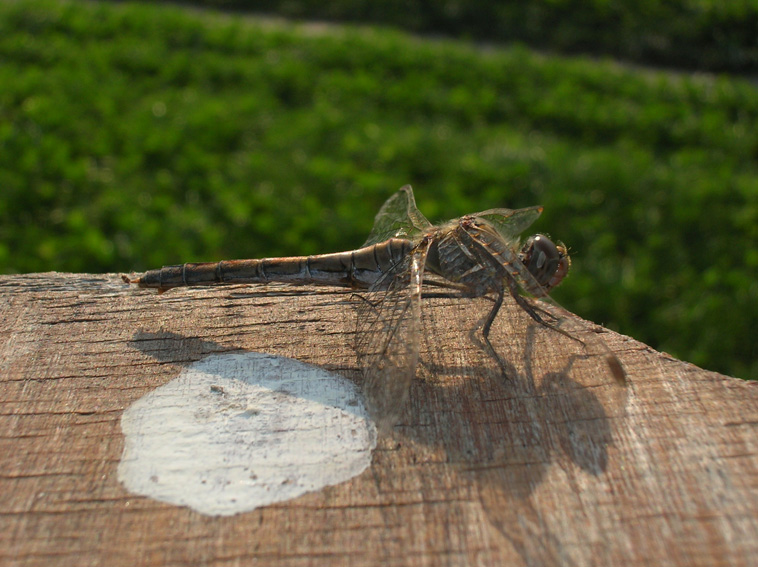 Sympetrum striolatum