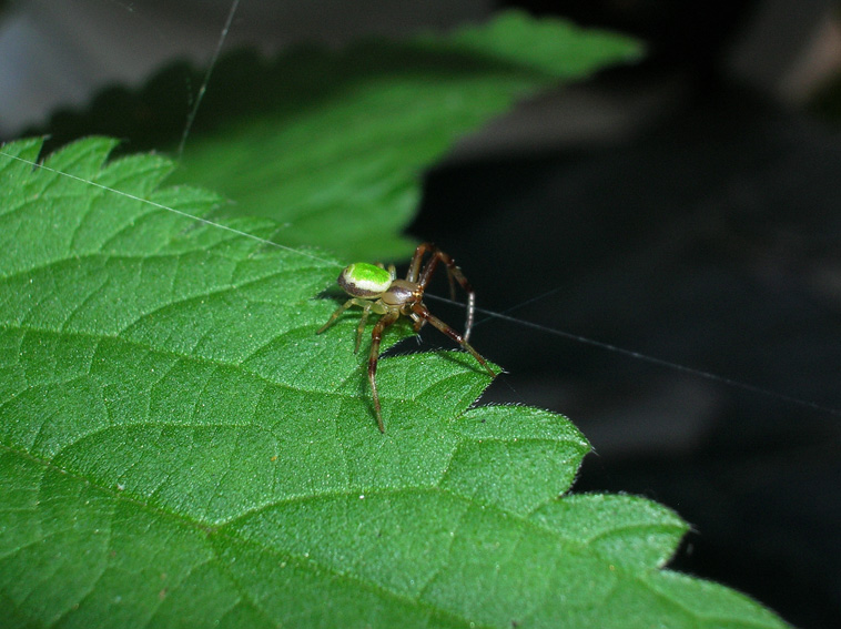 Misumenops tricuspidatus (Ebrechtella)