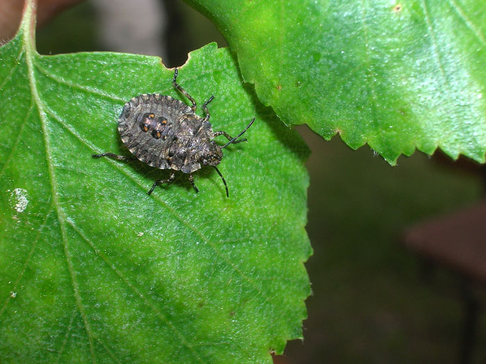 Neanidi e Ninfe di Pentatoma rufipes (Heteroptera)