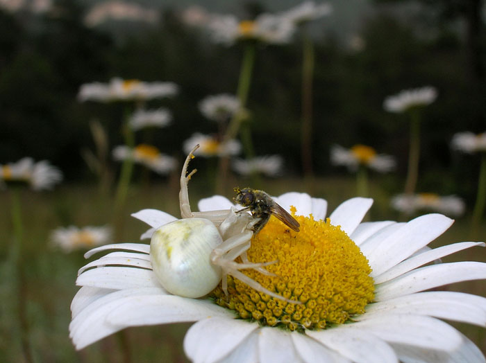 Misumena vatia