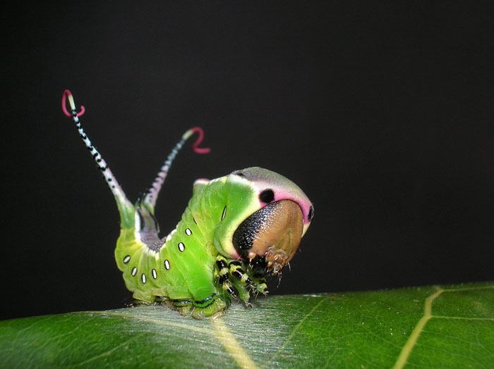 Cerura vinula