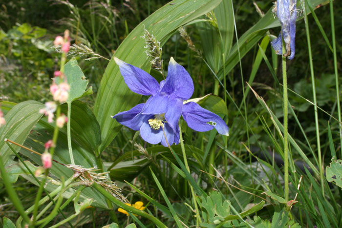 Aquilegia alpina / Aquilegia maggiore, a. alpina