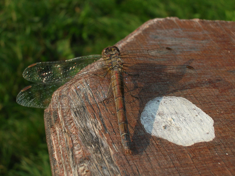 Sympetrum striolatum
