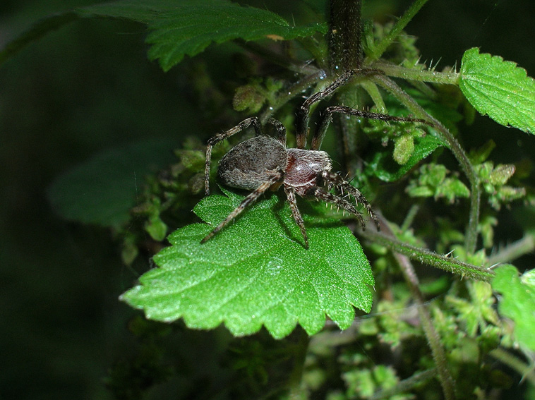 Nuctenea umbratica