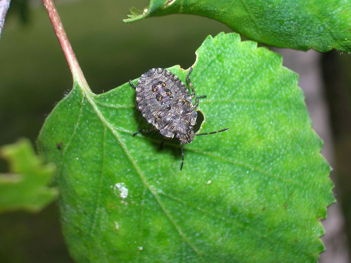 Neanidi e Ninfe di Pentatoma rufipes (Heteroptera)