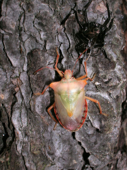 Pentatoma rufipes appena mutato