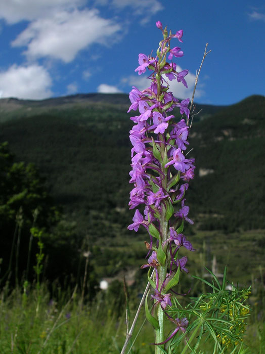 Gymnadenia conopsea