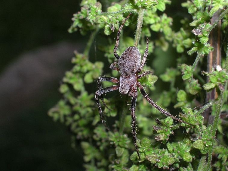 Nuctenea umbratica