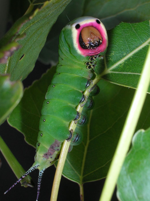 Cerura vinula