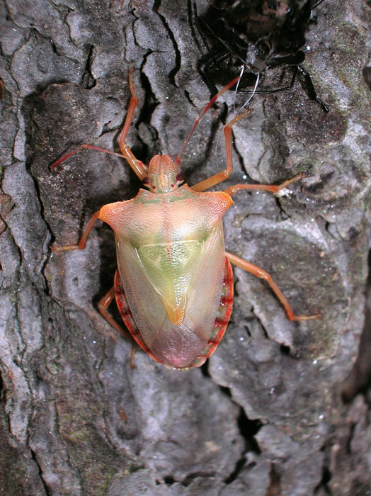 Pentatoma rufipes appena mutato