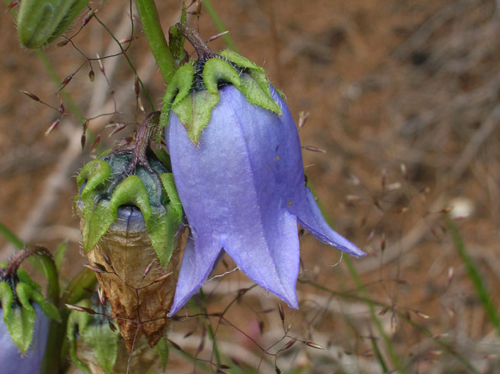 Campanula barbata / Campanula pelosa