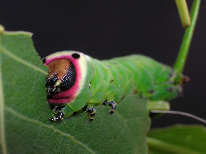 Cerura vinula