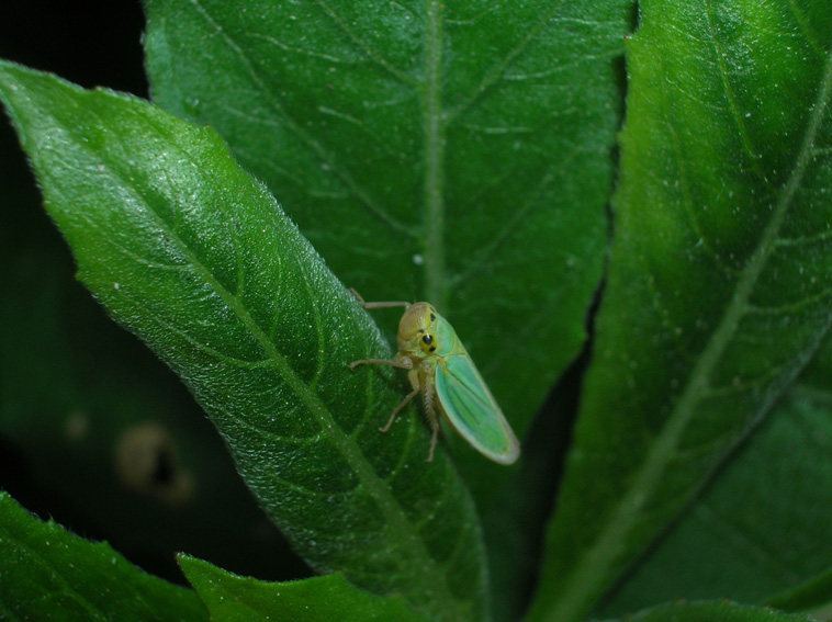 Cicadella viridis