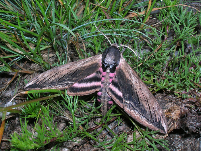 Sphinx ligustri