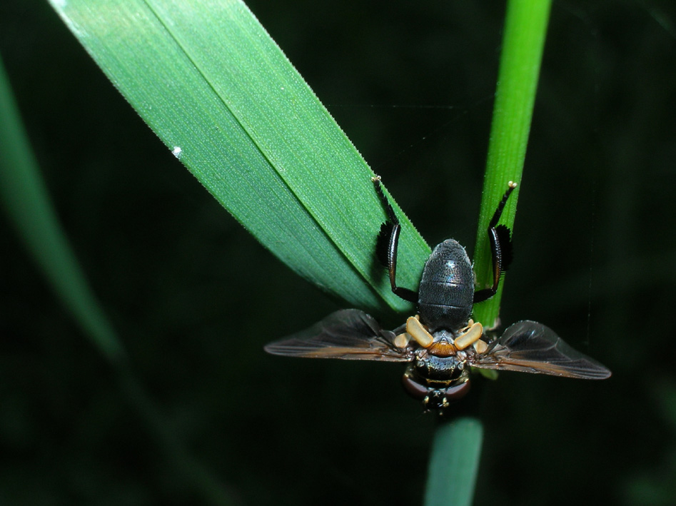 Trichopoda pictipennis (Diptera, Tachinidae)