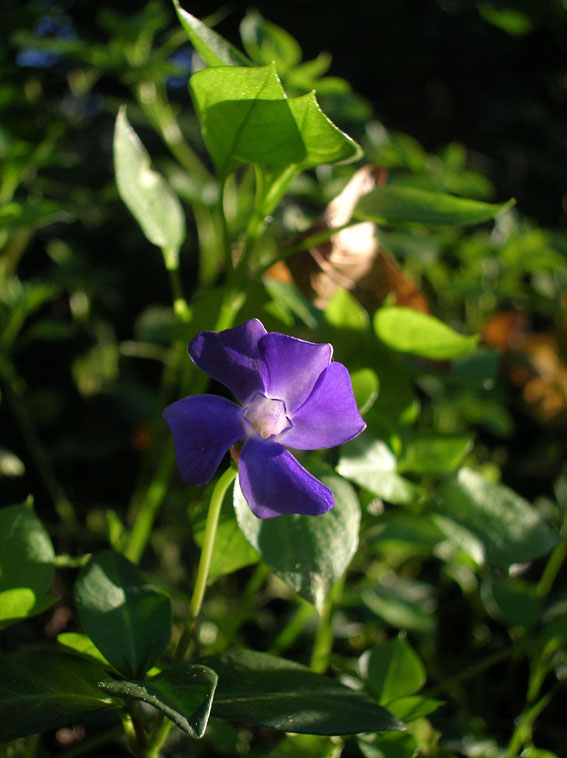 Vinca minor e altre pervinche