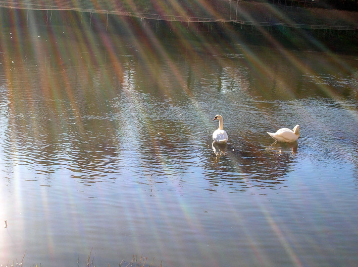 Cigno reale - Cygnus olor  &  Cigno nero - Cygnus atratus