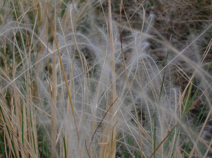 Stipa pennata / Lino delle fate