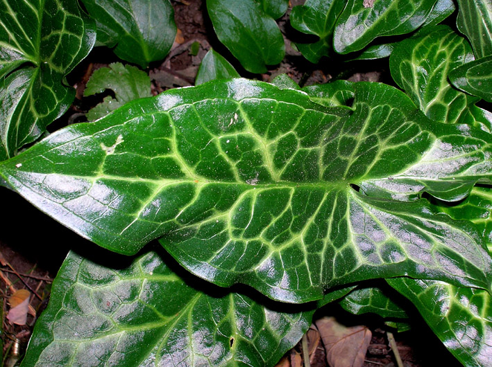 Arum italicum / Gigaro chiaro