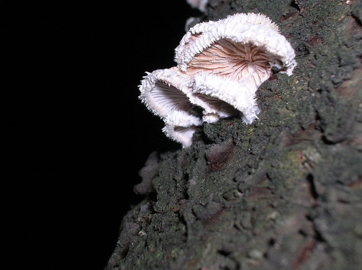 Funghi da parcheggio - (Schizopyllum commune)